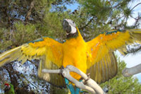 ara